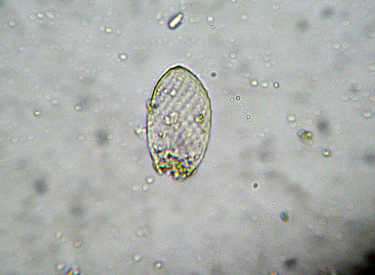 Microscopia (quasi) 